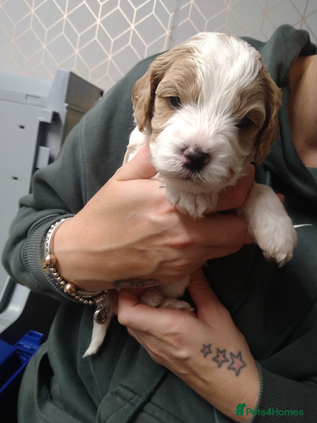 Mixed Breed dogs for sale: Beautiful female available ready to leave 1st nov - Image 16