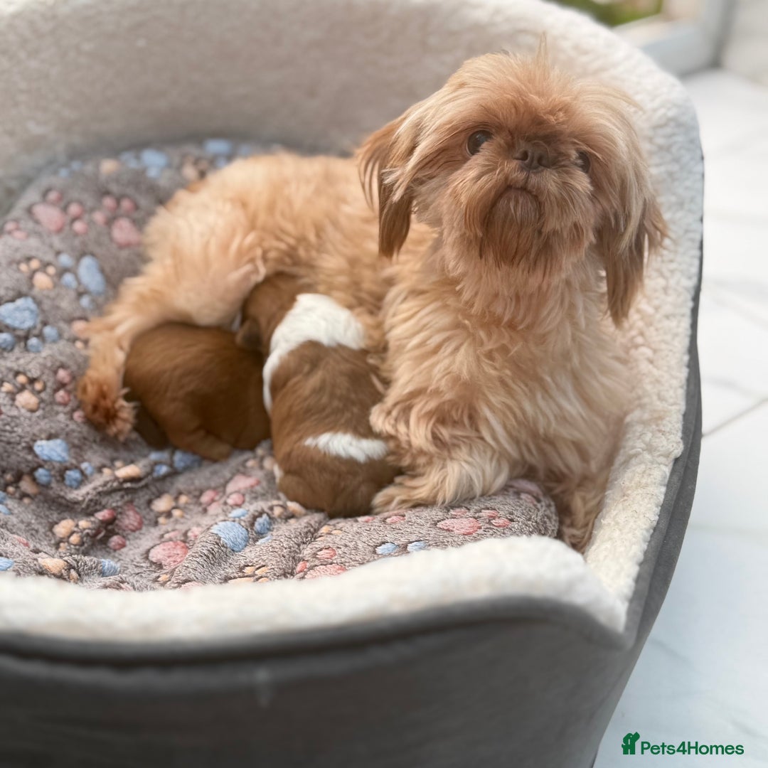 Shih Tzu dogs for sale: Doll face shih tzu tri colour puppy’s  - Image 16