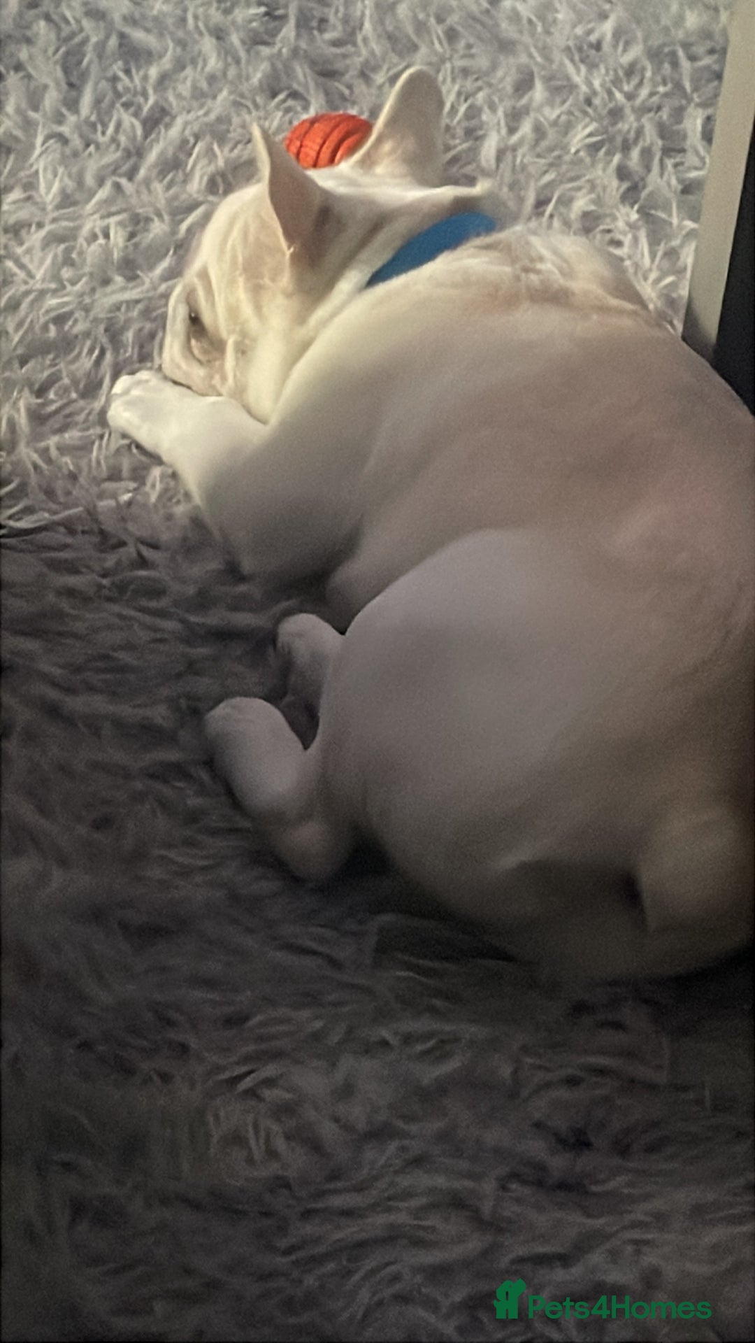 French Bulldog dogs for sale: 7 Month old Frenchie  - Image 4