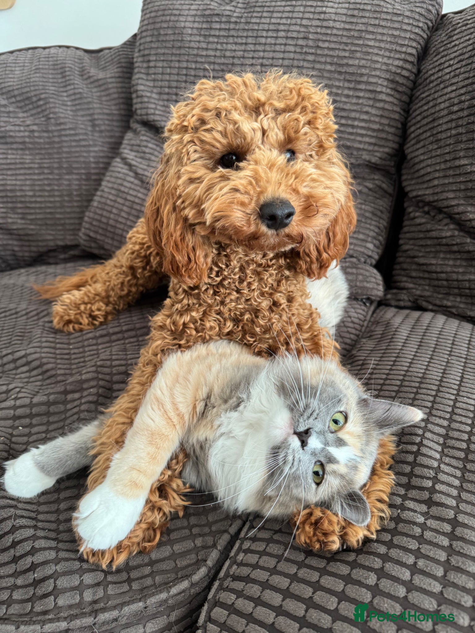 Ragdoll cats Very unique Ragdoll Cherubim  - Advert 6