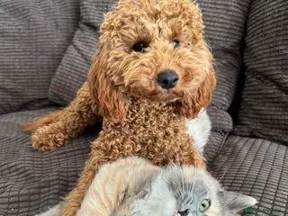 Ragdoll cats Very unique Ragdoll Cherubim - Advert 6