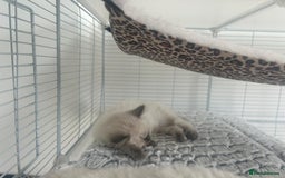 Ragdoll cats for sale: Ragdoll kittens for sale  - Image 2