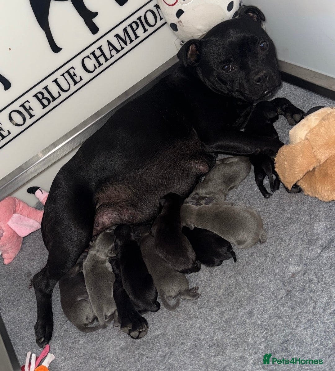 Staffordshire Bull Terrier dogs for stud: A NEW SUPERIOR SOLID BLUE MALE  - Image 26