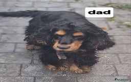 Cocker Spaniel dogs for sale: Show type cocker spaniel puppies  - Image 7