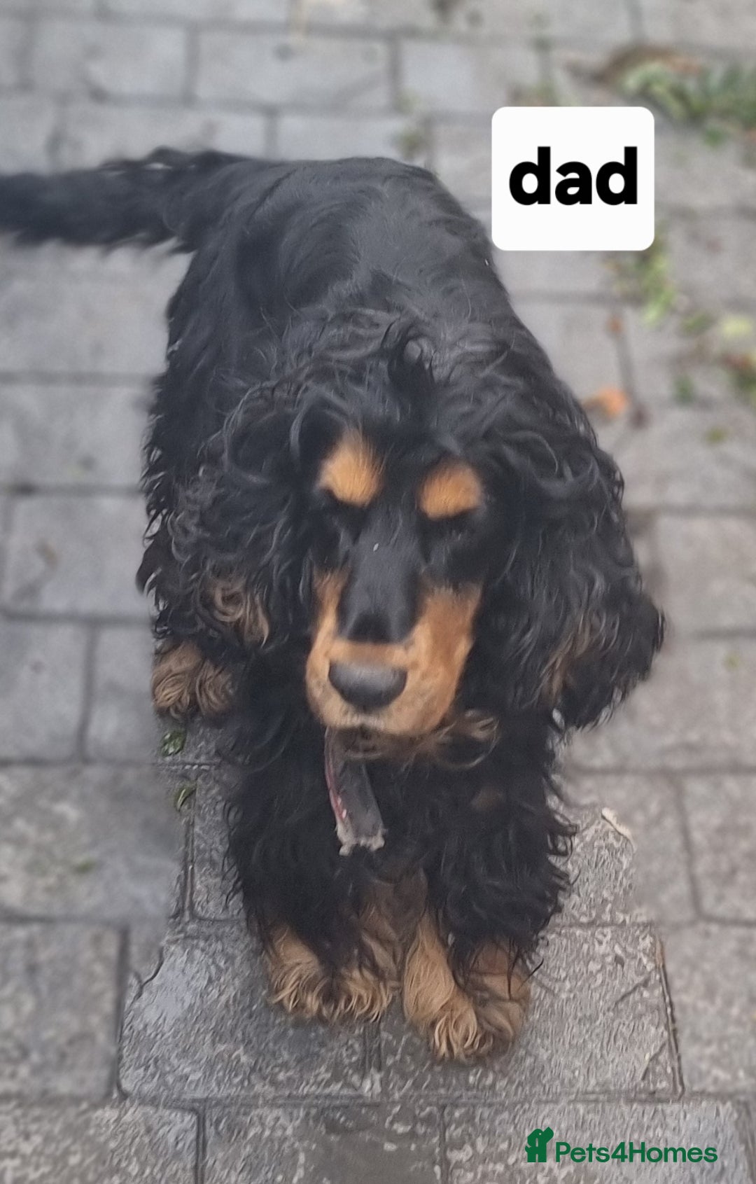 Cocker Spaniel dogs for sale: Show type cocker spaniel puppies  - Image 7