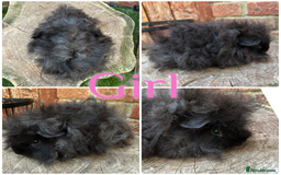 Guinea Pig rodents for sale: Male and female young/baby Guniea pigs for sale  - Image 4