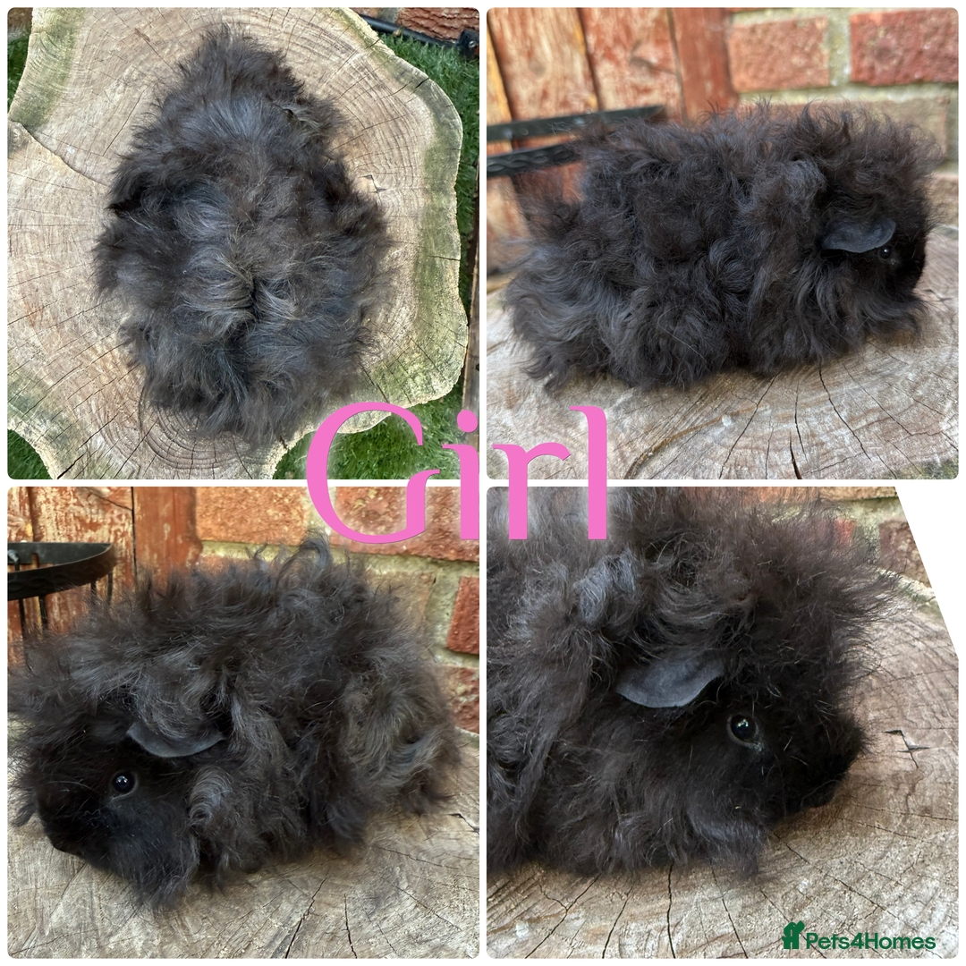 Guinea Pig rodents for sale: Male and female young/baby Guniea pigs for sale  - Image 4