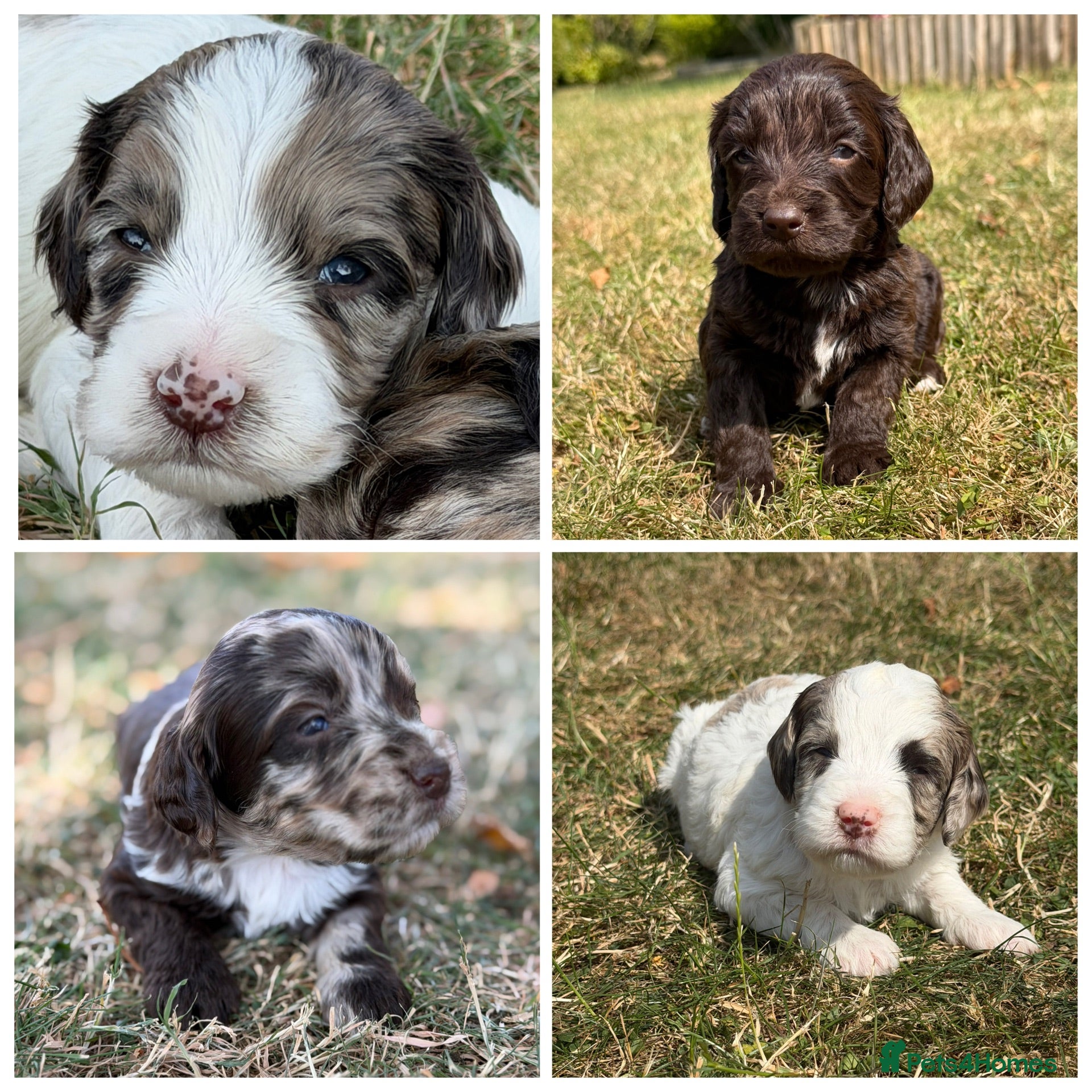 Sproodle dogs F1 Merle Sproodles FULLY DNA 5⭐️ Licensed Breeder - Advert 1