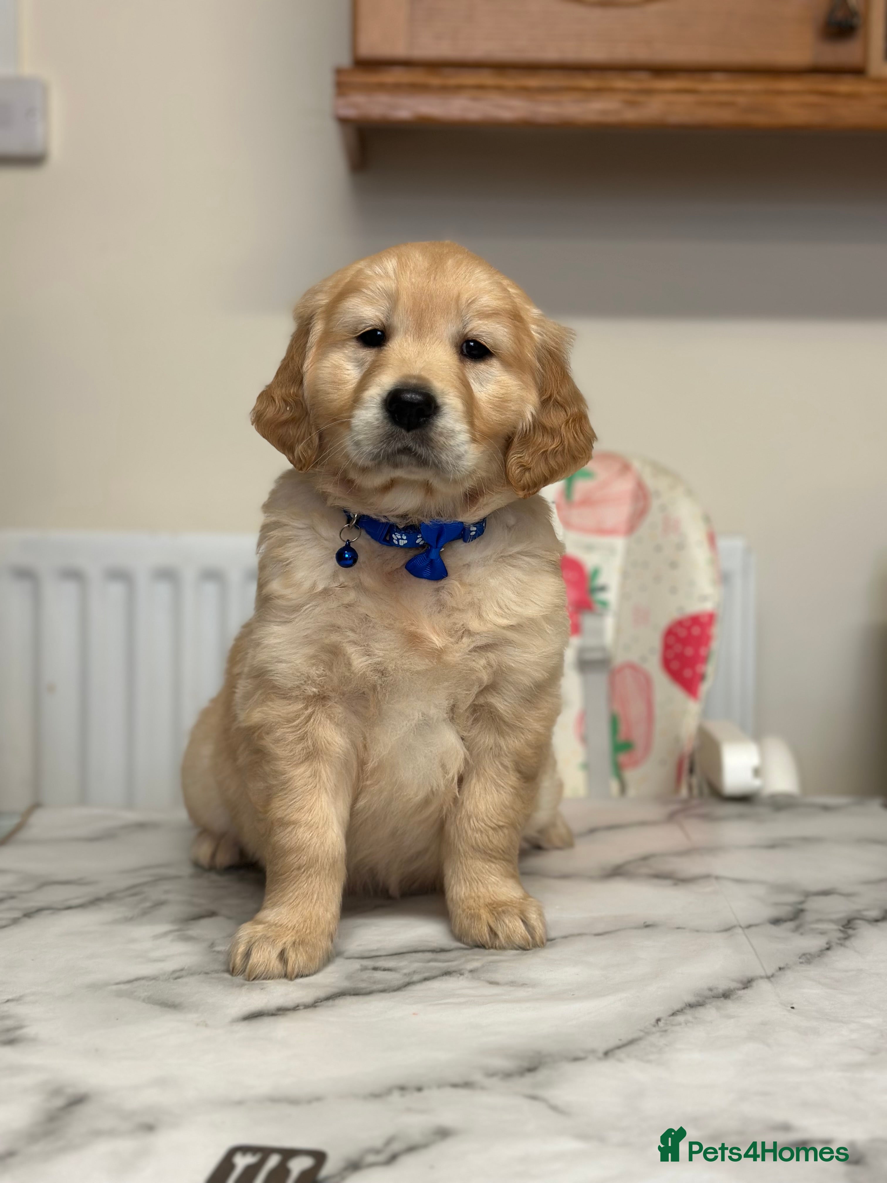 Golden Retriever dogs Fully health tested clear golden retriever puppies - Advert 14