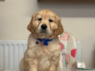 Golden Retriever dogs Fully health tested clear golden retriever puppies - Advert 1