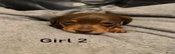 Miniature Dachshund dogs for sale: Chocolate & tan miniature dachshunds  - Advert 7