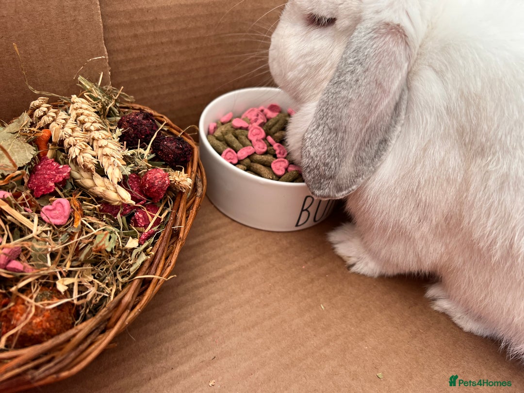 Mixed Breed rabbits for sale: Lulu 🤍 - Advert 2