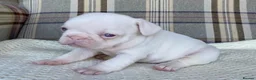 French Bulldog dogs for sale: Pink & Pink carrier French Bulldog puppies - Advert 13
