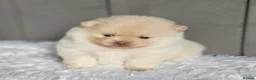 Pomeranian dogs for sale: 3 KC POMERANIAN’S AVAILABLE  in Sheffield - Advert 8