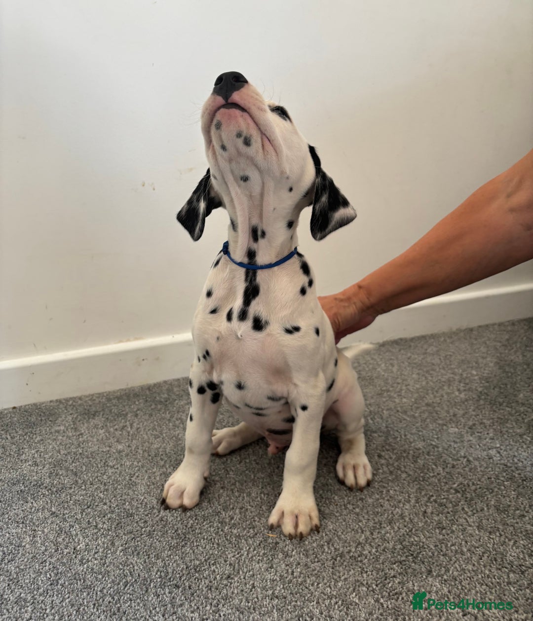 Dalmatian dogs for sale: Dalmatian  - Image 3