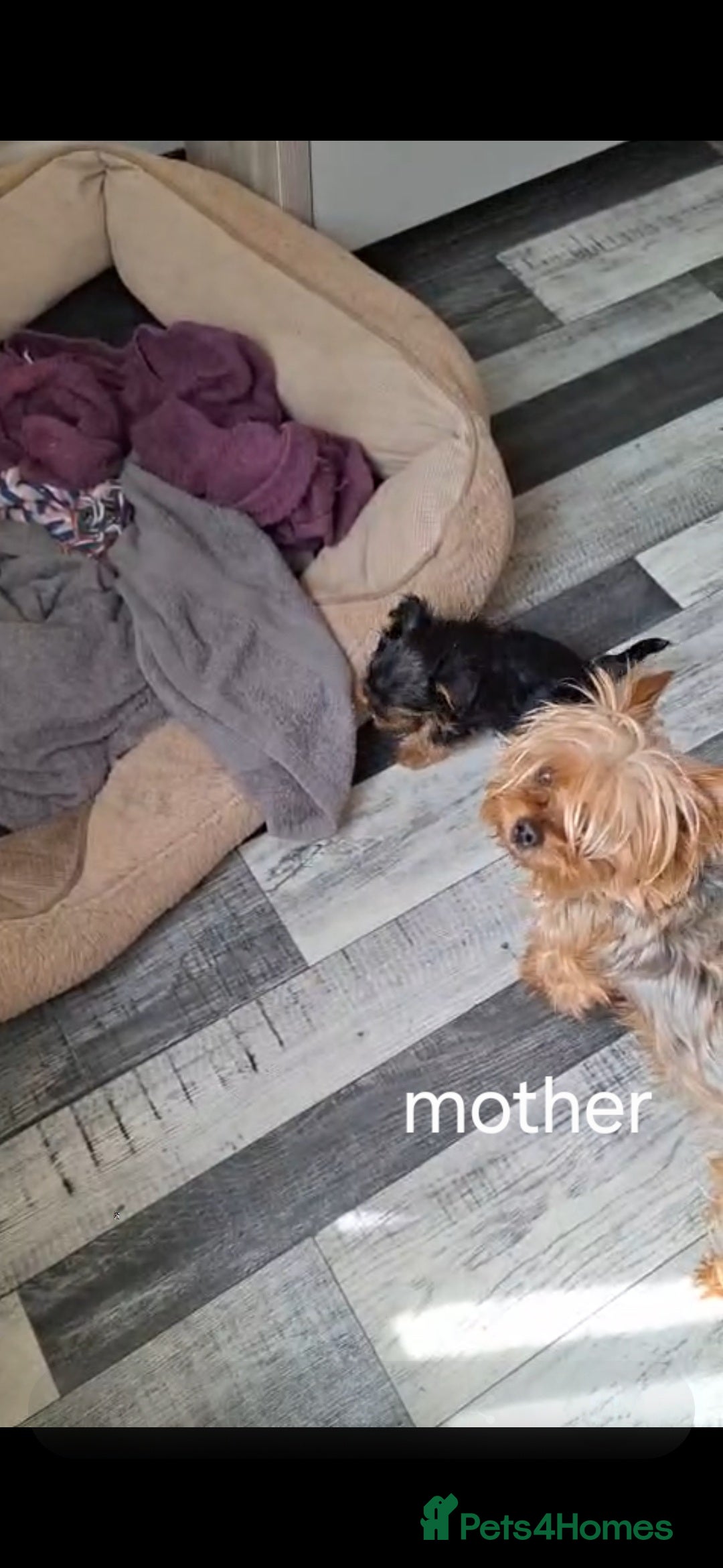 Yorkshire Terrier dogs for sale: Miniature Yorkshire terrier puppy male 12weeks old - Image 4