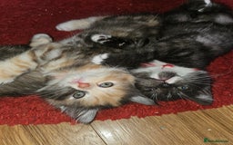 Mixed Breed cats for sale: Quarter persian fluffy kittens for sale - Image 15