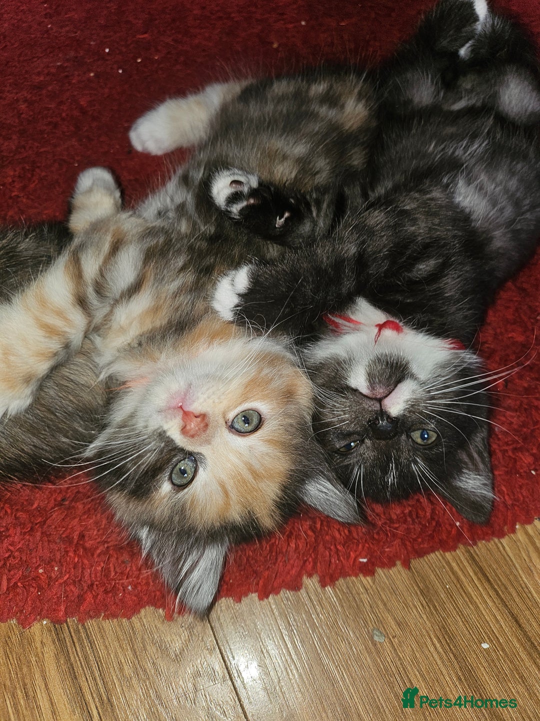 Mixed Breed cats for sale: Quarter persian fluffy kittens for sale - Image 15