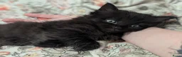Ragdoll cats for sale: URGENT little Orphan Kitten needs a home!  - Advert 4