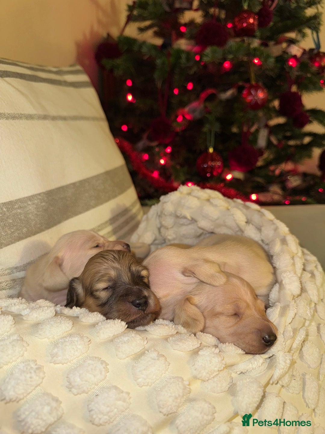 Dachshund dogs for sale: Stunning litter-cream miniature dachshund puppies - Advert 14