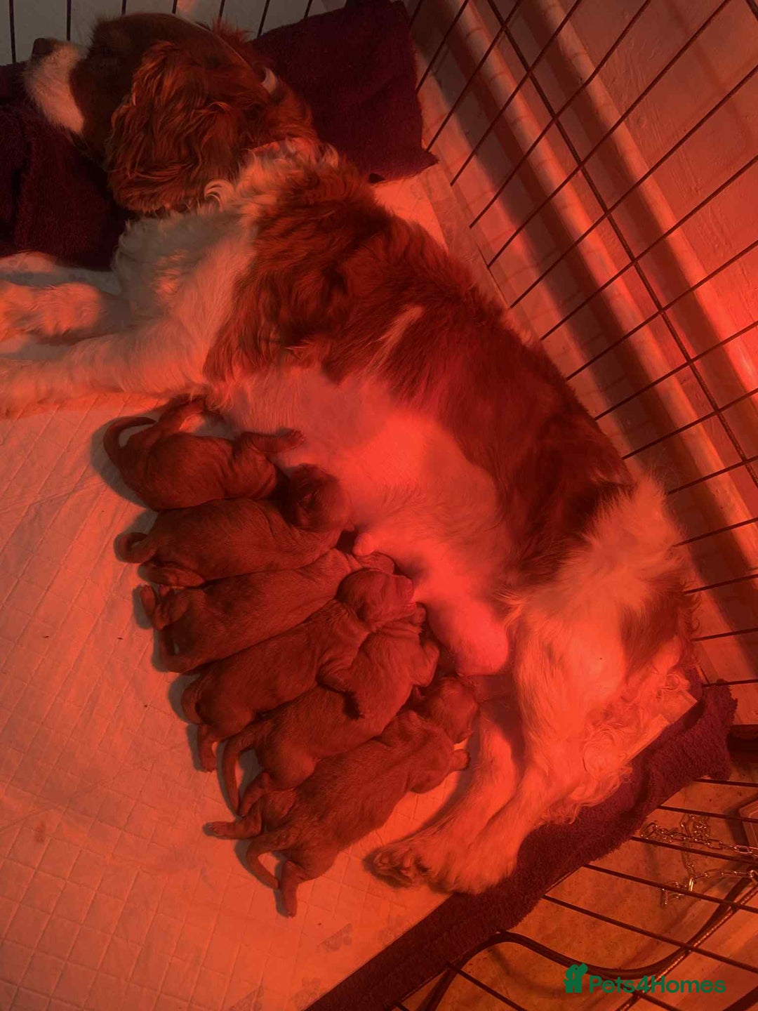 Cavapoo dogs for sale: Adorable red cavapoo pups - Advert 16