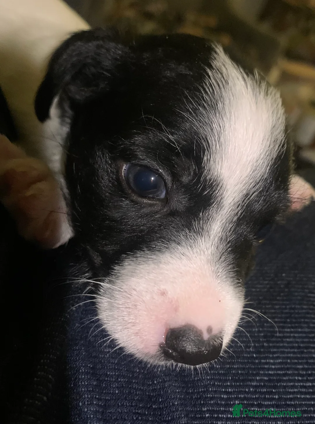 Jack Russell dogs for sale: Beautiful puppies - Advert 5