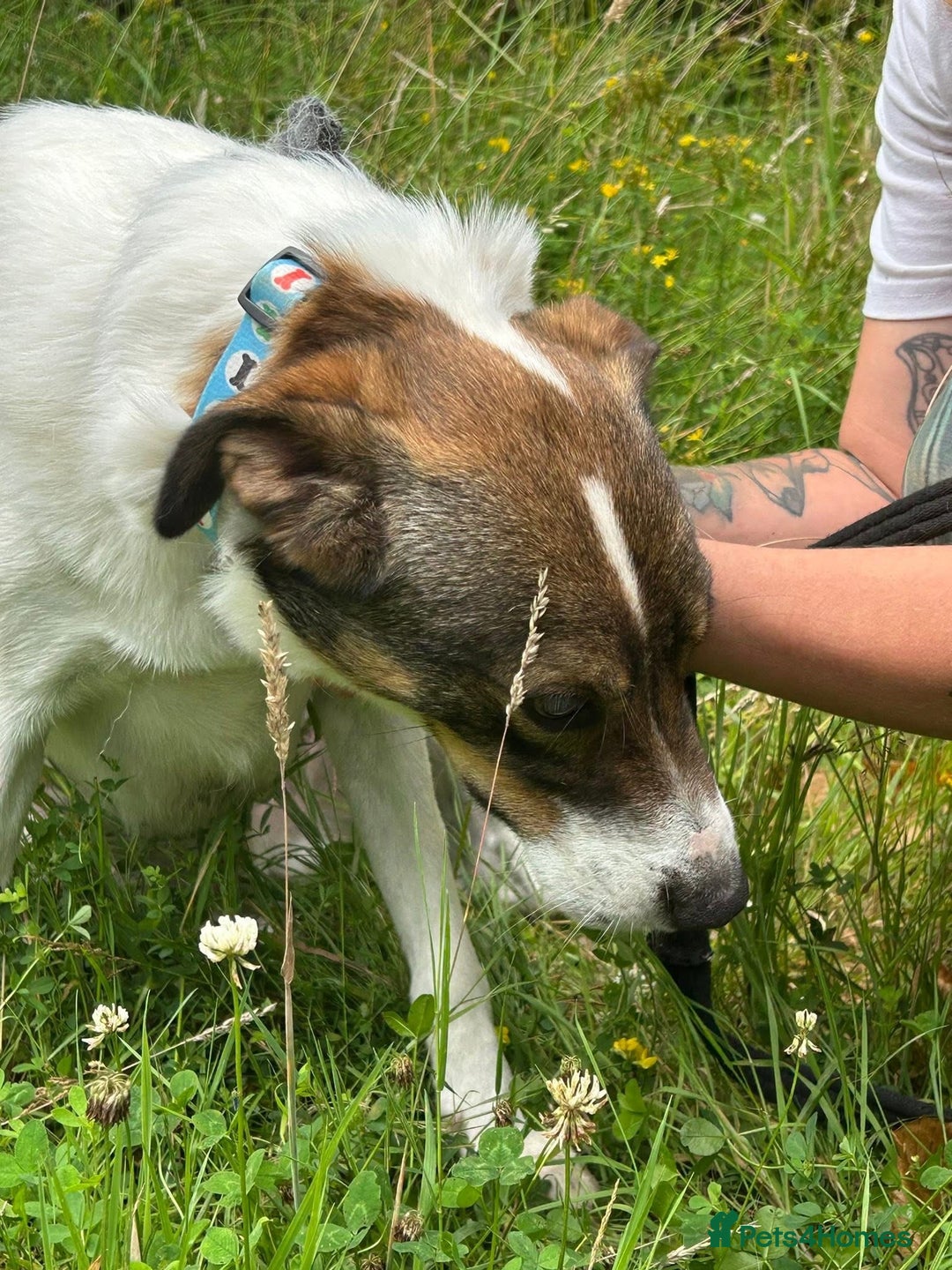 Mixed Breed dogs for adoption: Eddie - Norwich Norfolk  - Image 8