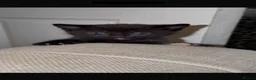 Domestic Shorthair cats for sale: 4 kittens - Advert 2