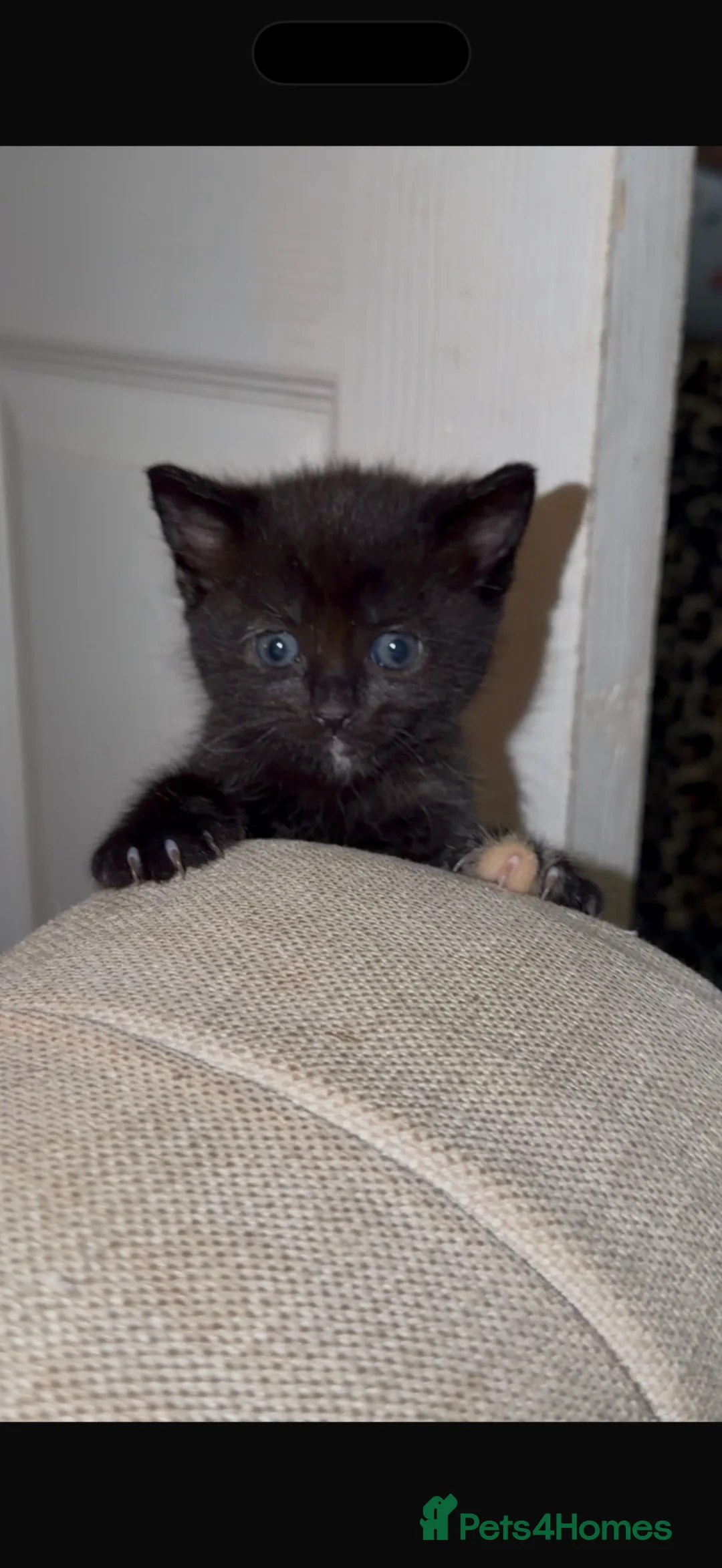 Domestic Shorthair cats for sale: 4 kittens - Advert 2