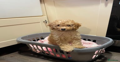 Miniature Poodle dogs in Newcastle - Advert 8