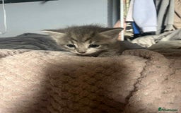 Mixed Breed cats for sale: Beautiful grey kittens - Image 15