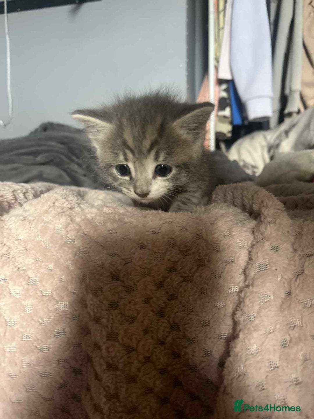 Mixed Breed cats for sale: Beautiful grey kittens - Image 15