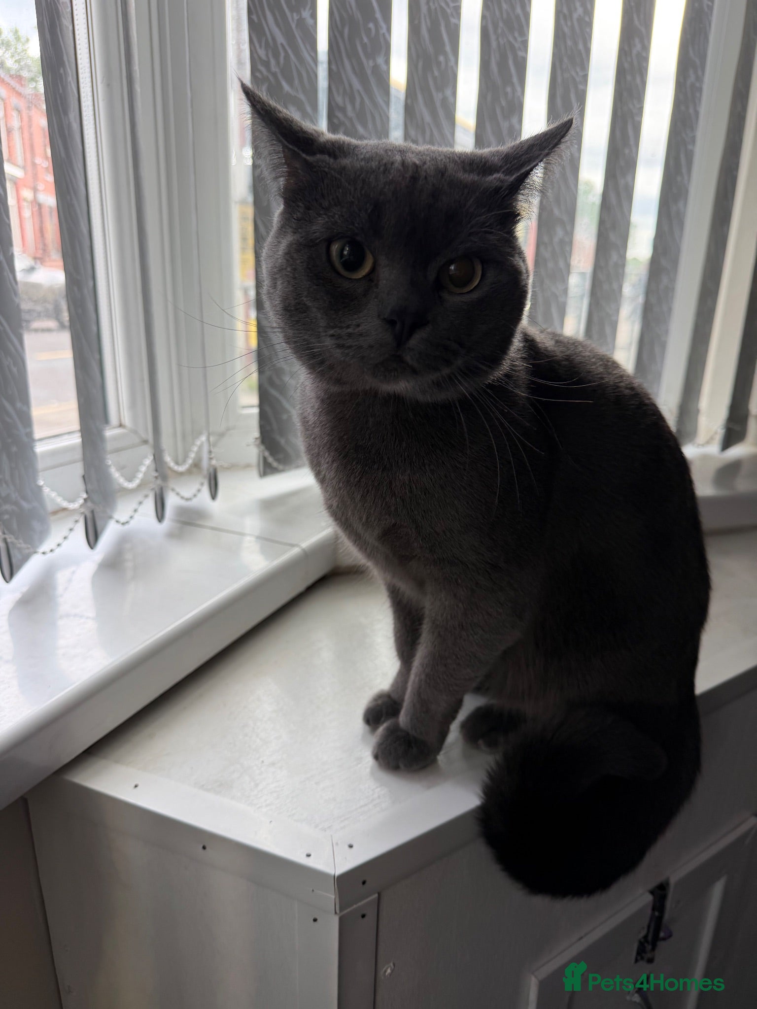 British Shorthair cats British Short Hair  - Advert 1