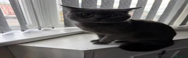 British Shorthair 1