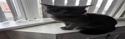 British Shorthair cats for sale: British Short Hair  - Advert 1