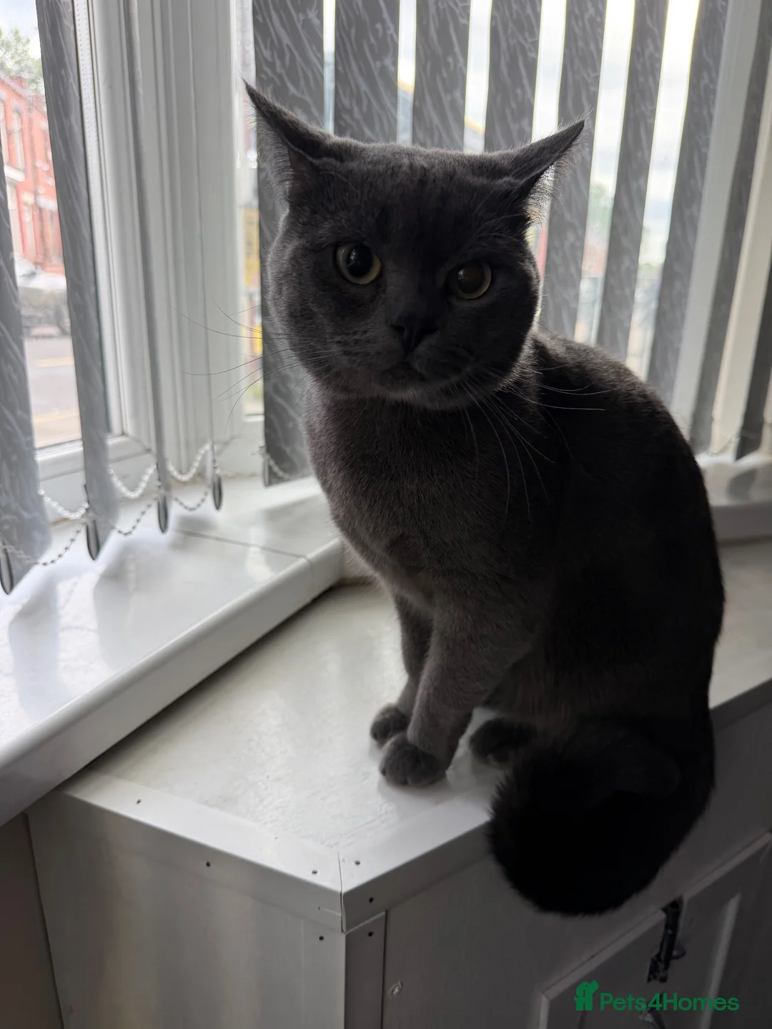 British Shorthair cats for sale: British Short Hair  - Advert 1