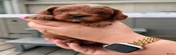 Cavapoo dogs for sale: Gorgeous F1bb Teddy Cavapoos - Advert 20