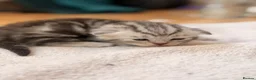 British Shorthair cats for sale: Beautiful British Shorthair Kittens🌸 - Advert 21