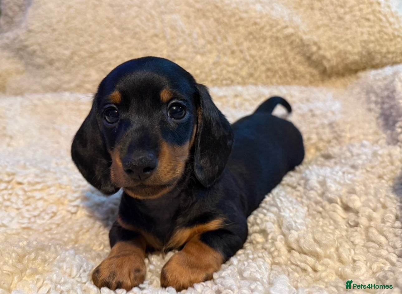Dachshund dogs DACHSHUND PUPPIES FOR SALE!!  - Advert 2