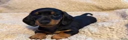 Dachshund dogs for sale: DACHSHUND PUPPIES FOR SALE!!  - Advert 1