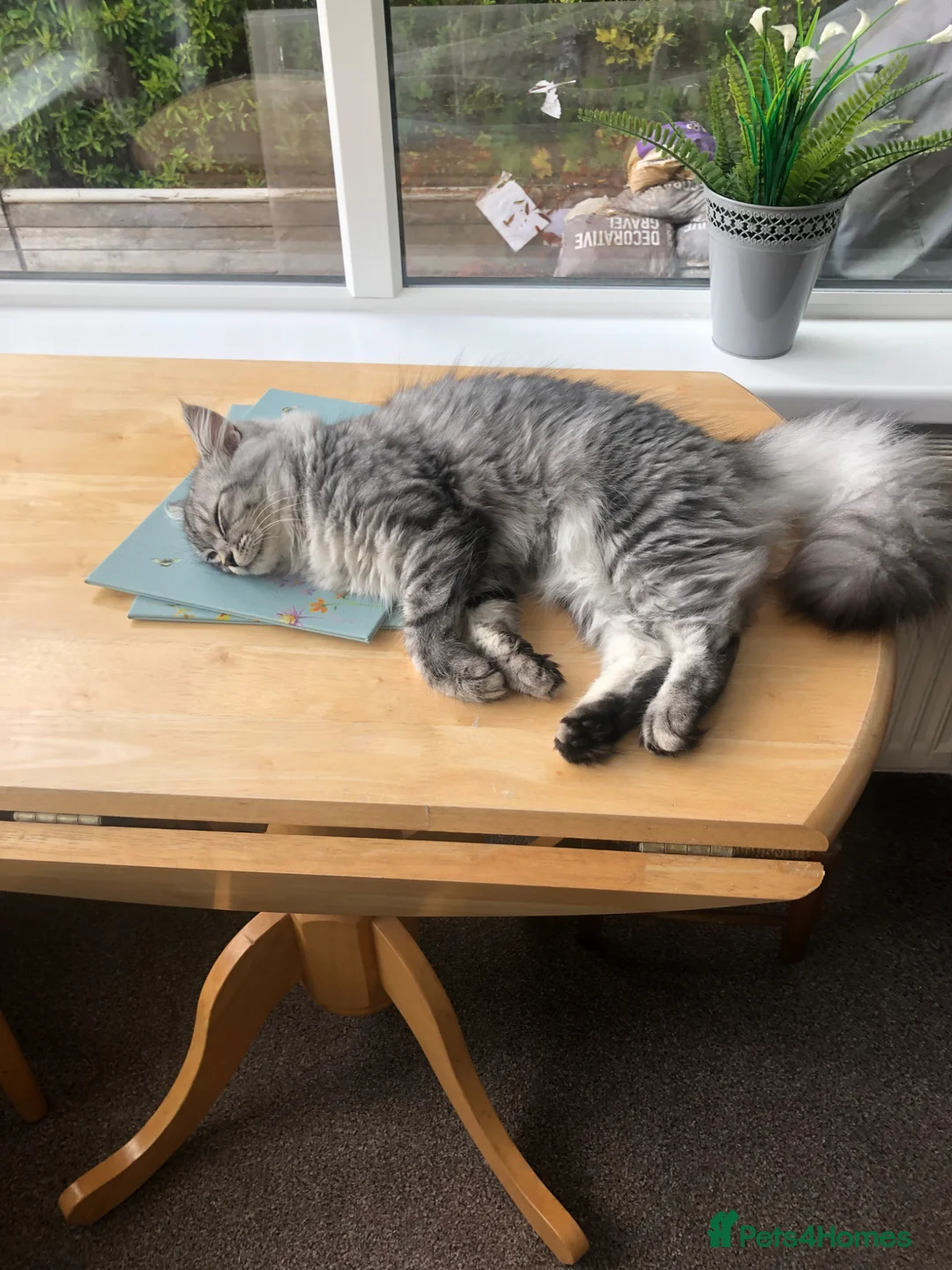 Mixed Breed cats for sale: Beautiful Chinchilla x Tabby mix - Advert 9