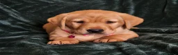Labrador Retriever dogs for sale: ⭐⭐7 Beautiful Fox Red Labrador Pups Ready Soon!⭐⭐️ - Advert 28