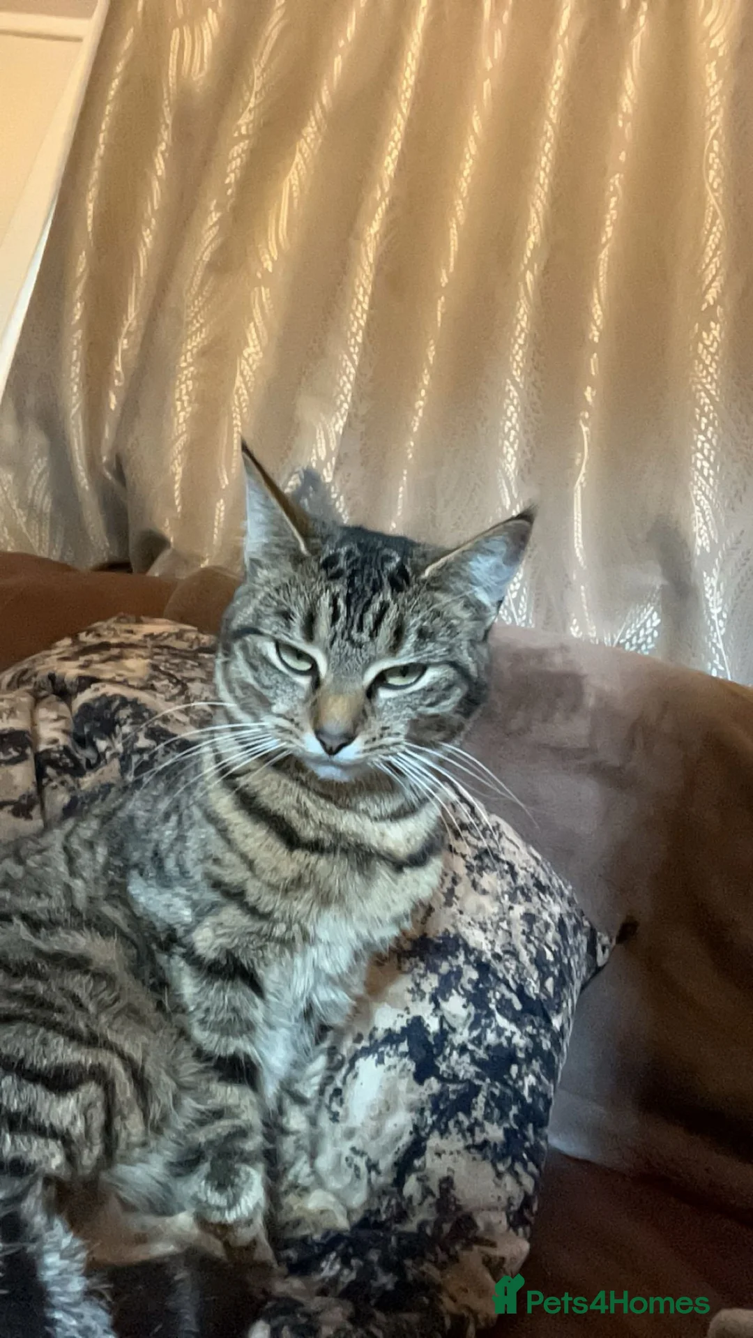 Bengal cats for sale: One bengal kitten and one Norwegian forest kitten - Advert 1