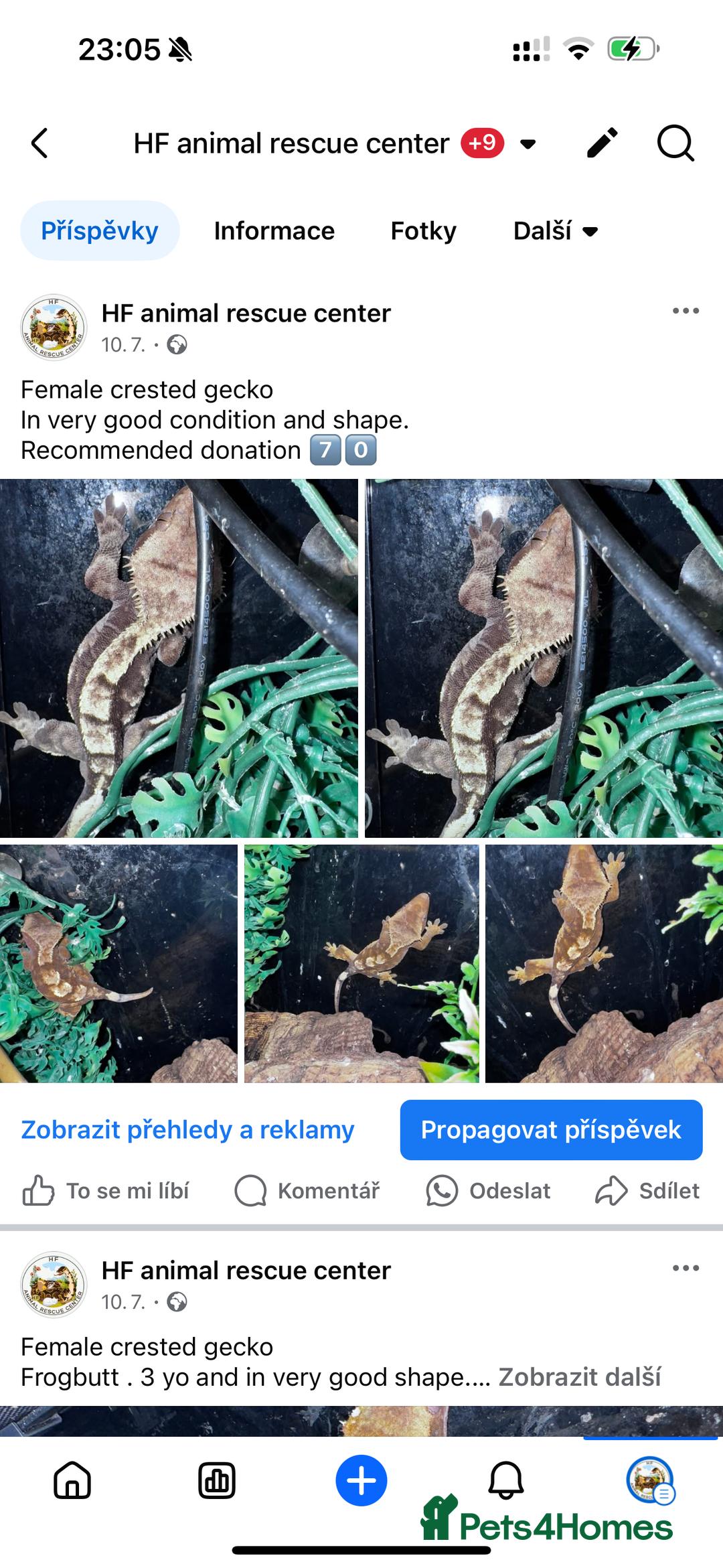 Leopard Gecko reptiles for sale: crested geckos - possible a full setup  - Image 8