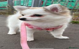 Pomchi dogs for sale: Pomchis for sale  - Image 13