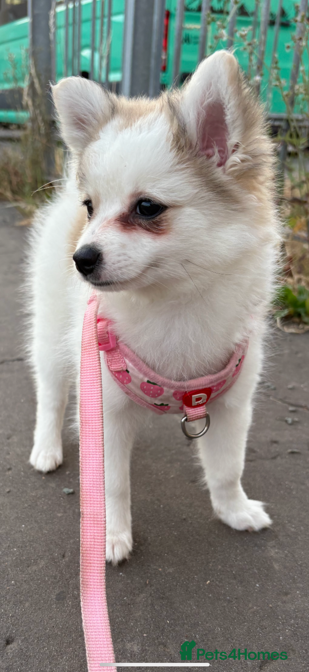 Pomchi dogs for sale: Pomchis for sale  - Image 13