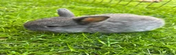 English Lop rabbits for sale: 5 beautiful English Lop bunnies - range of colours in Shefford - Advert 11