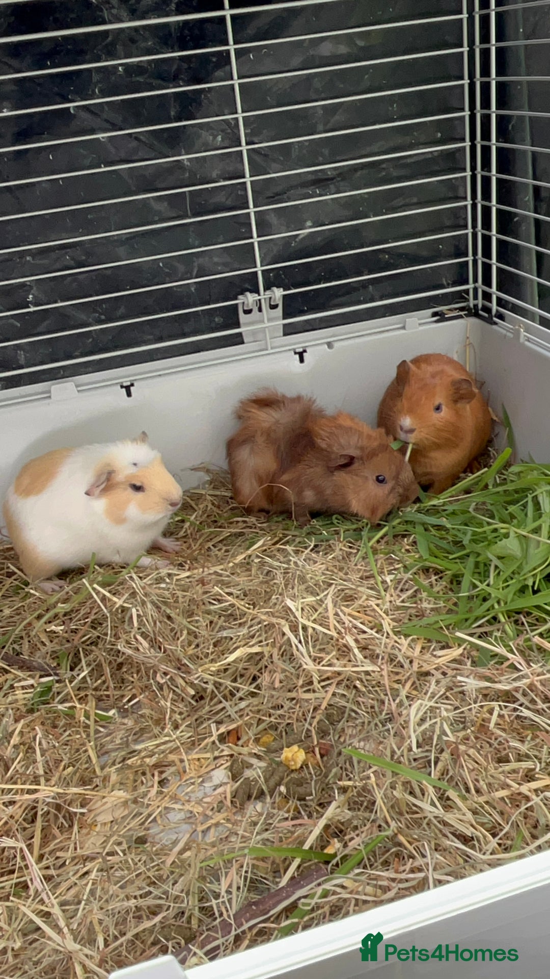 Guinea Pig rodents for sale: 3X male guinea pigs  - Advert 1