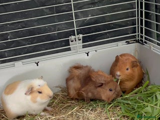 Guinea Pig rodents 3X male guinea pigs - Advert 1