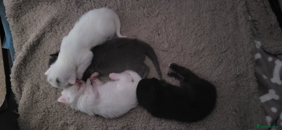 Norwegian Forest Cat cats for sale: Norwegian forest with Turkish Angora - Image 21